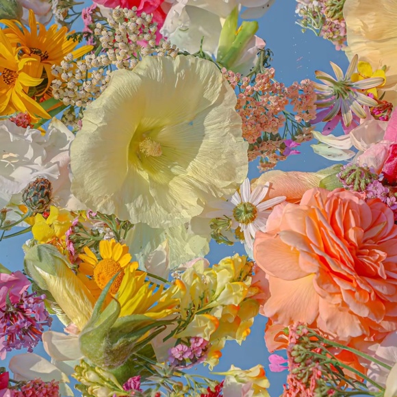 Meet your Posher, Celeste - Picture 1 of 1